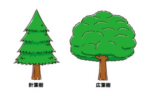 針葉樹と広葉樹