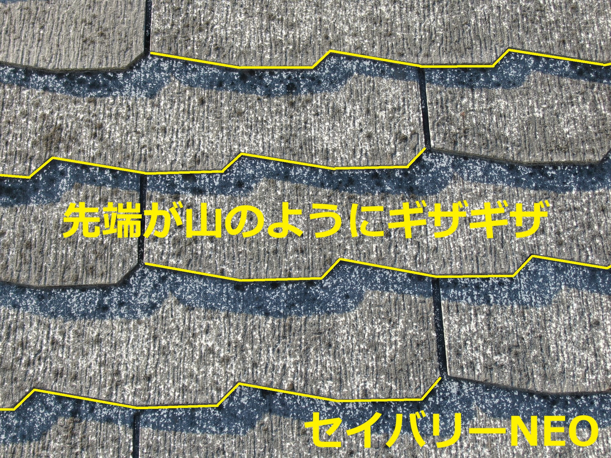 セイバリーNEOの見分け方